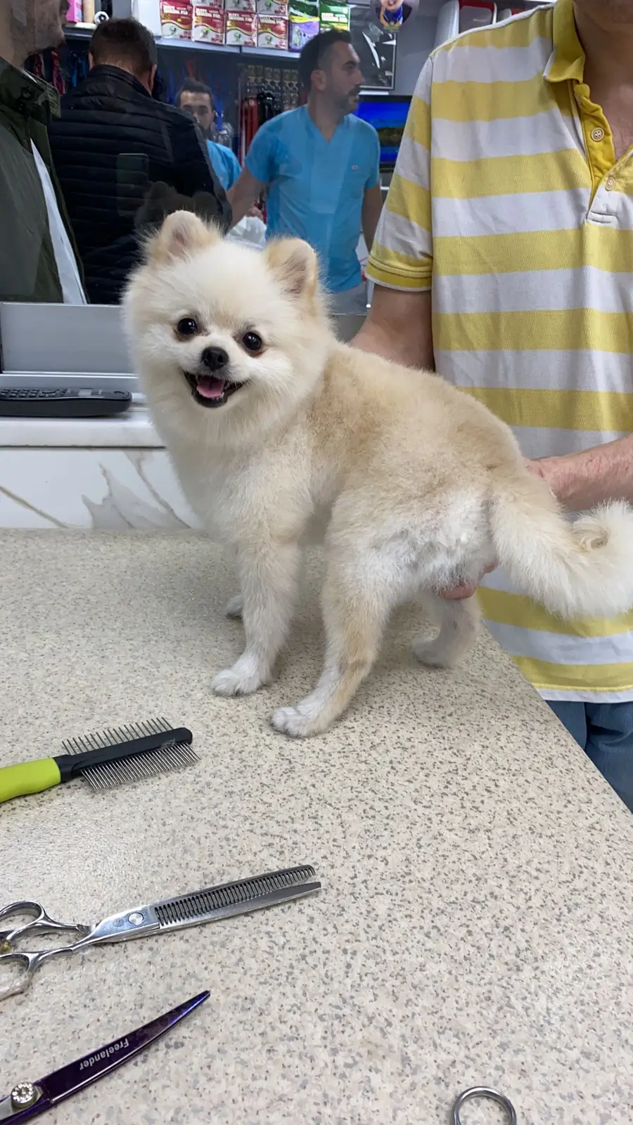 JJay standing on a grooming table, freshly brushed