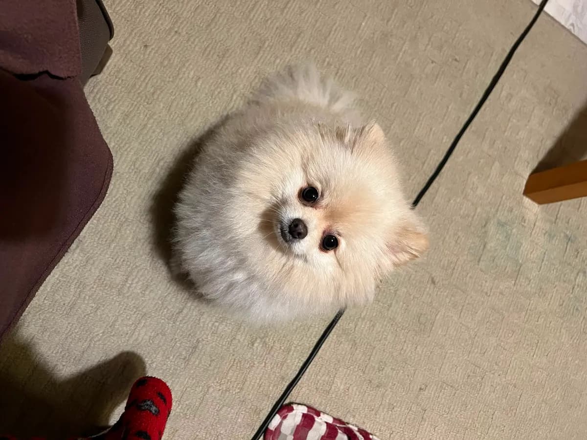 JJay, un volpino bianco, guarda in camera durante una passeggiata