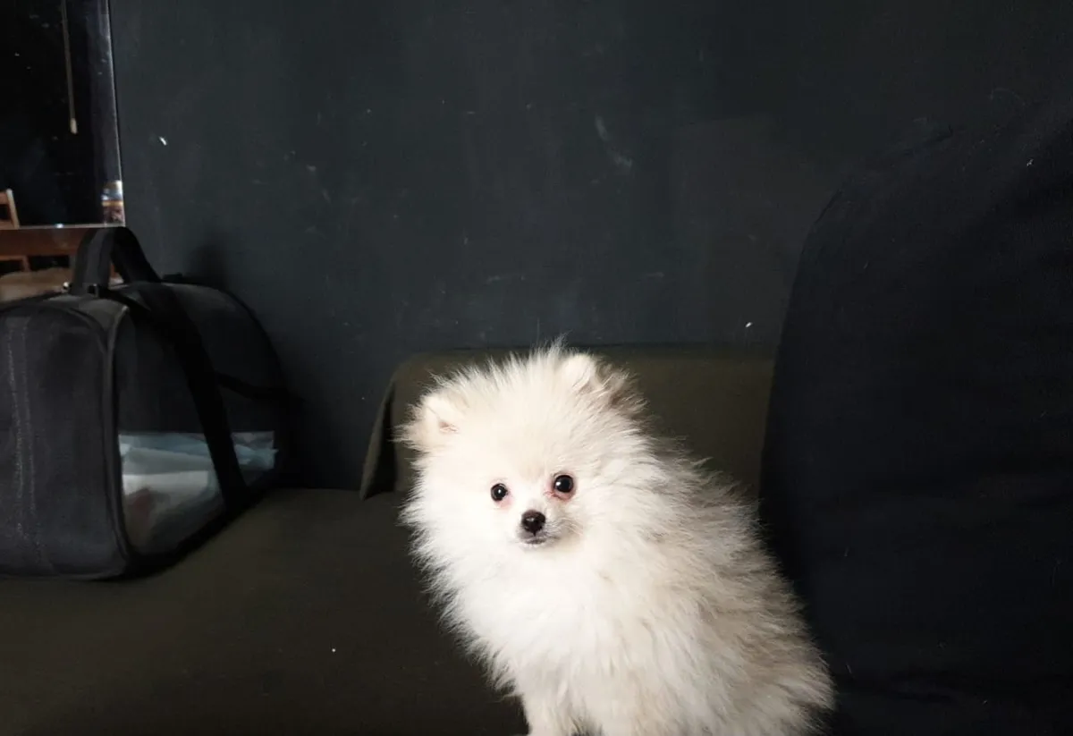 JJay as a tiny white puppy sitting on a dark sofa